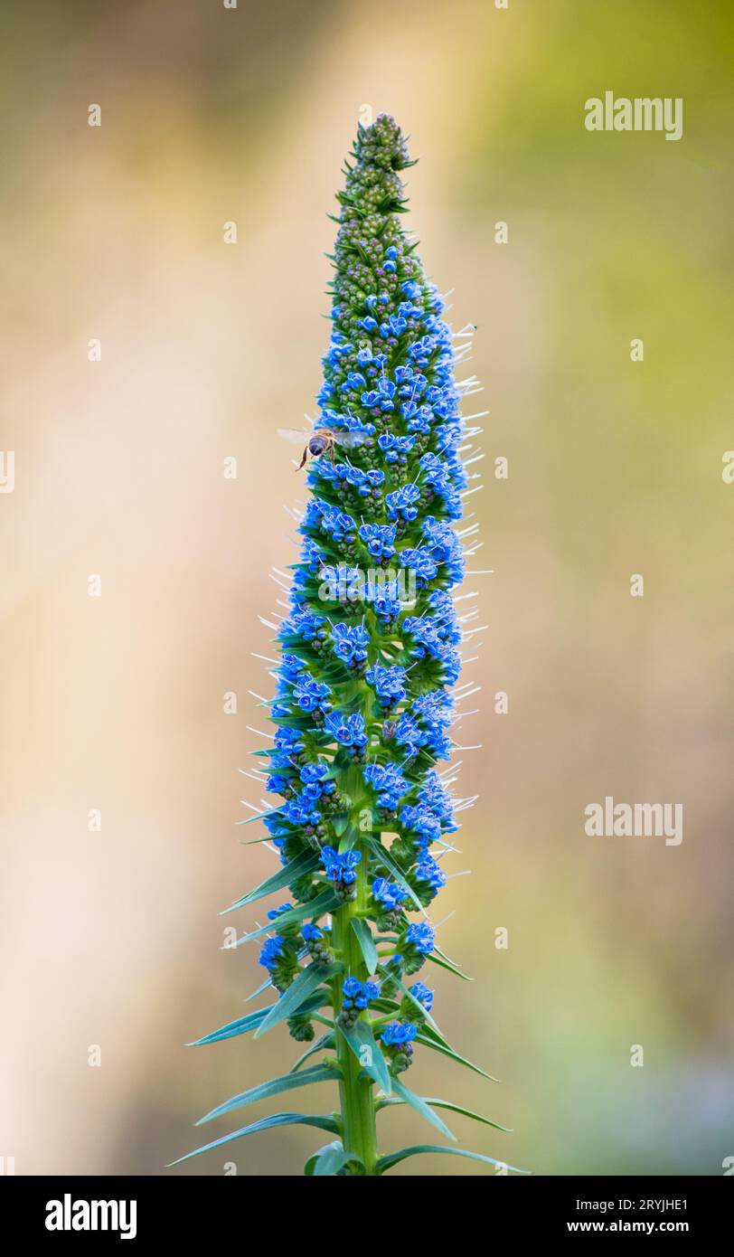 Echium Candicans Pride of Madeira blue flower spike with a blurred natural green vegetation background Stock Photo
