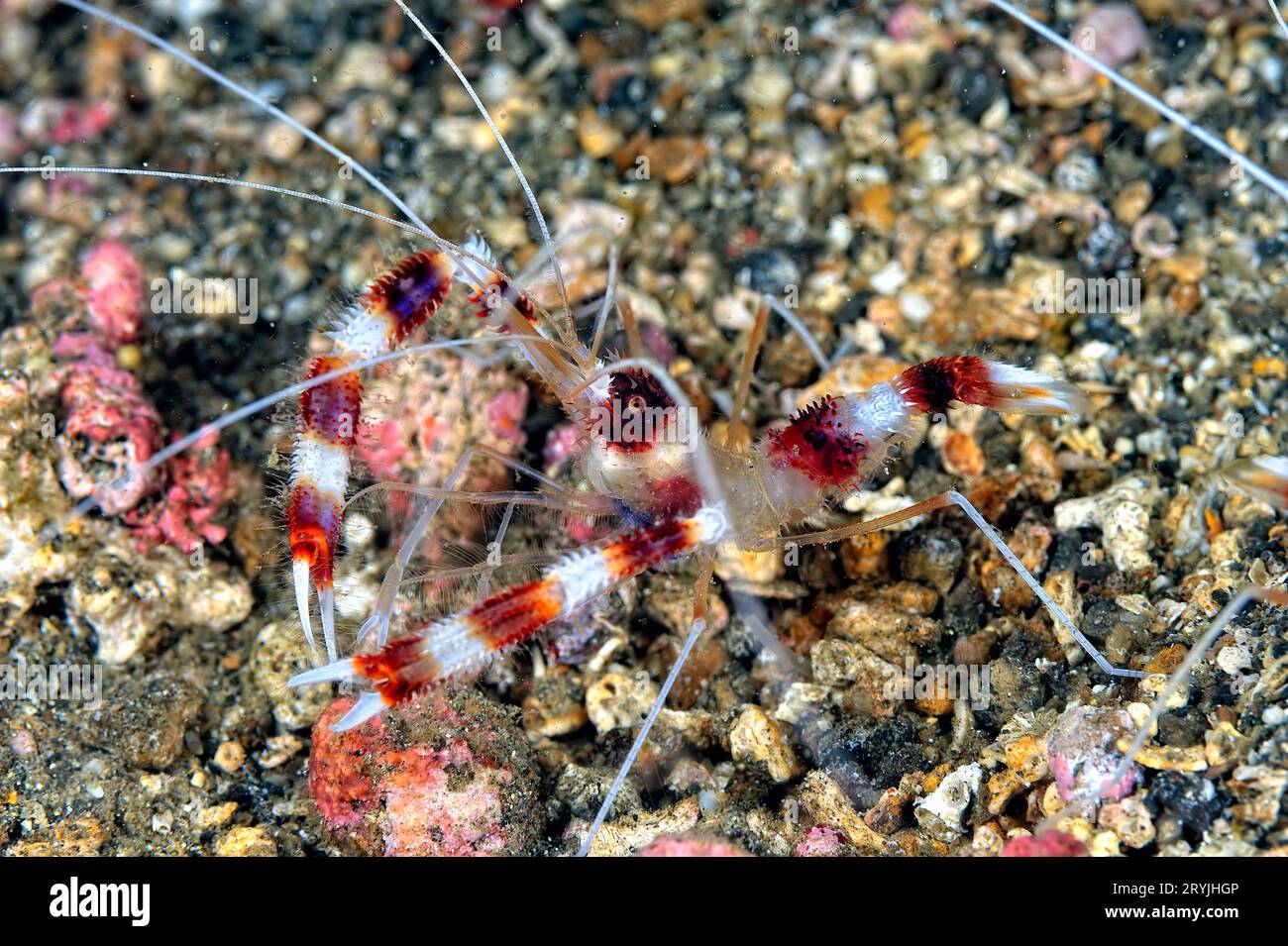 A picture of a banded coral shrimp Stock Photo
