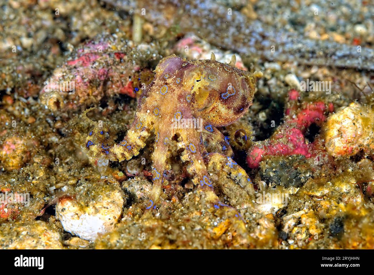 A picture of a blue ring octopus Stock Photo