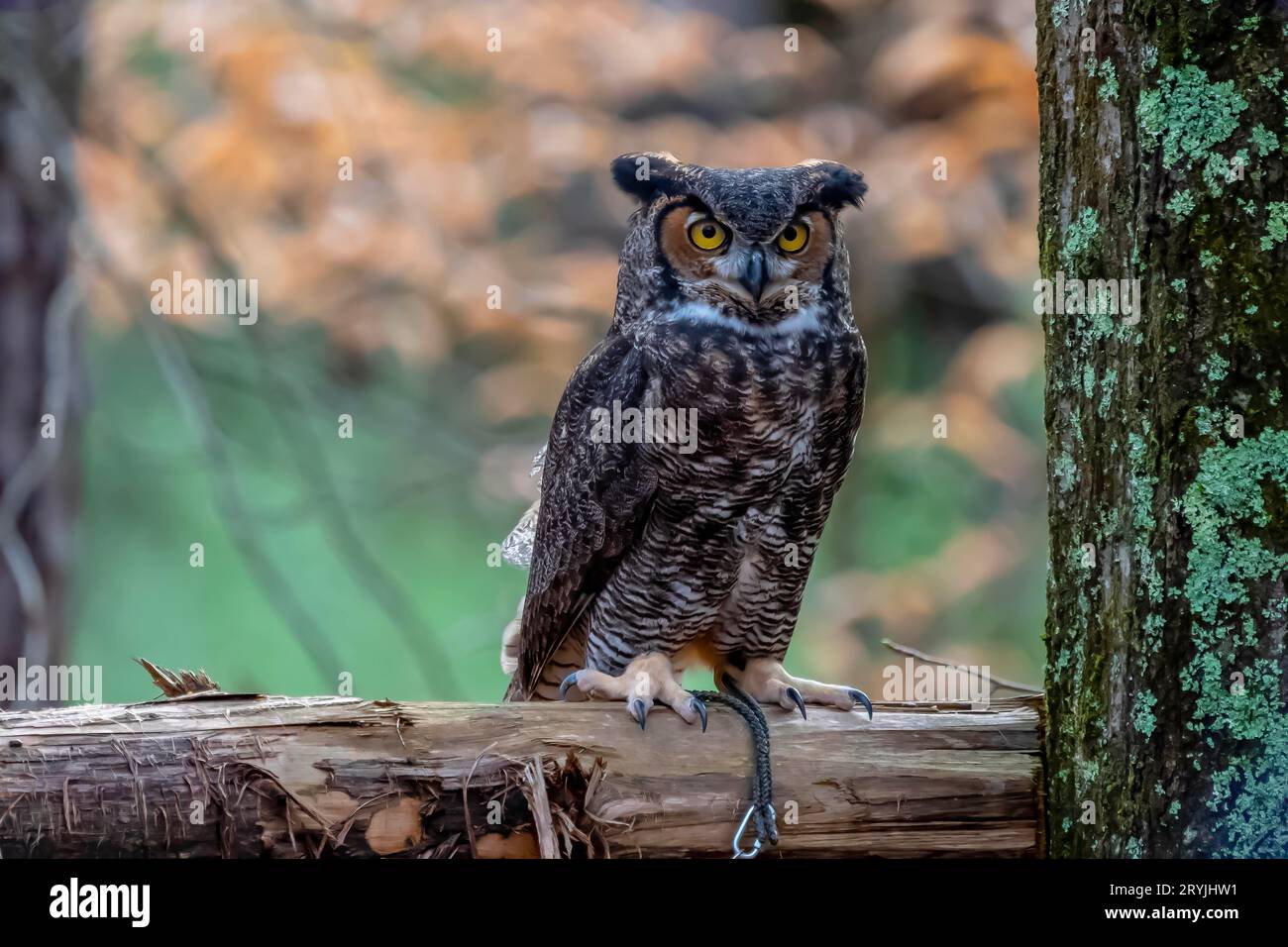 Great Horned Owl Sits Outdoors In Its Natural Environment Stock Photo