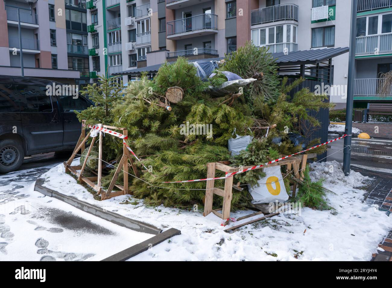 Recycling Christmas trees after the holidays. A Christmas tree thrown
