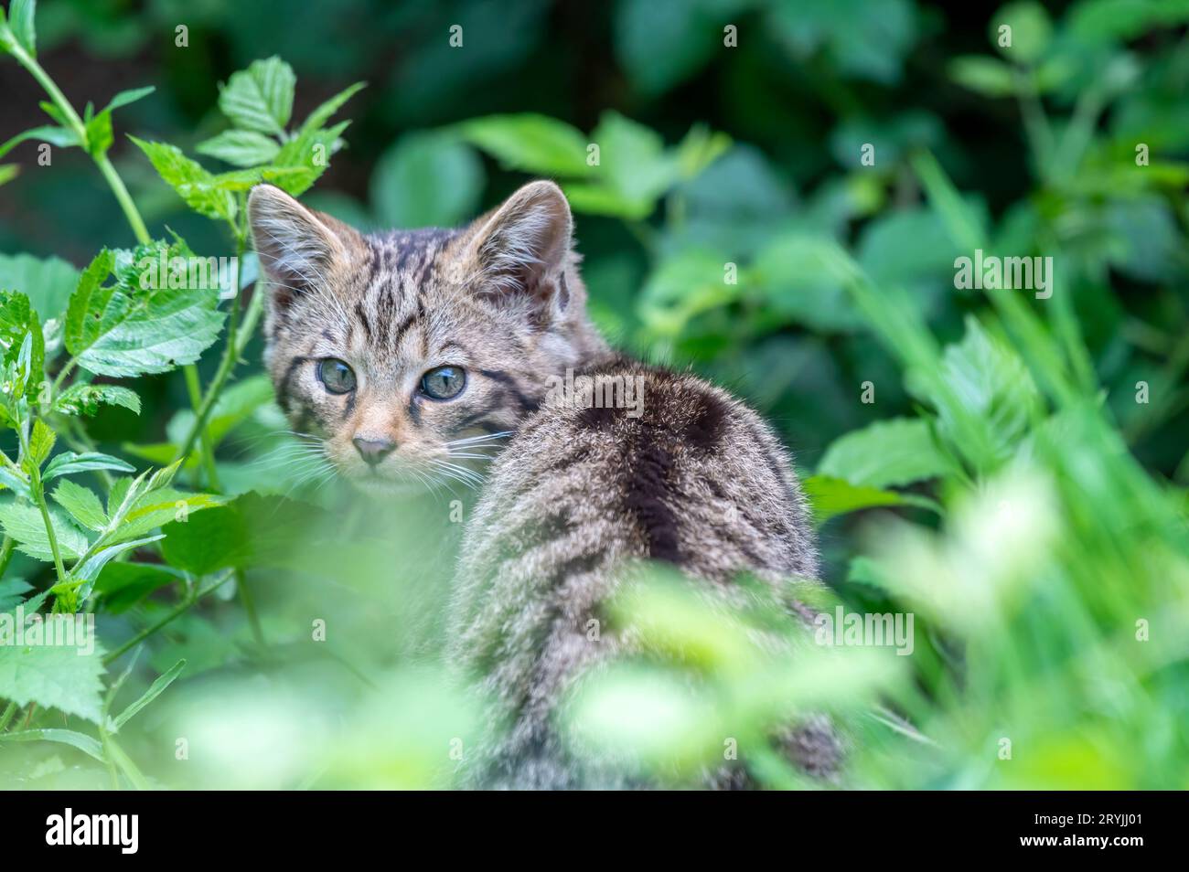 Scottish wildcat, Felis silvestris grampia Stock Photo