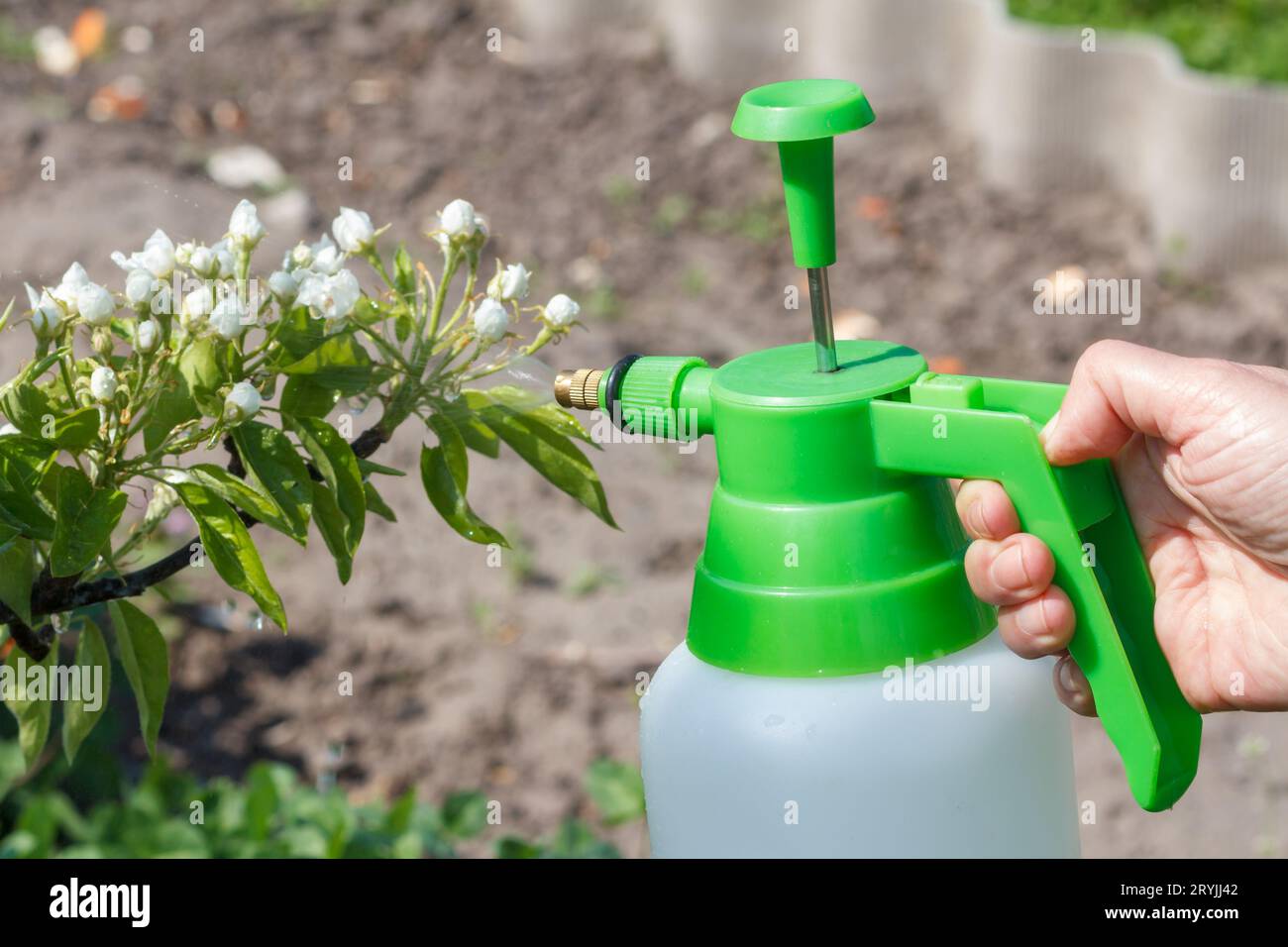 Farmer is sprinkling water solution on branches of pear tree with white