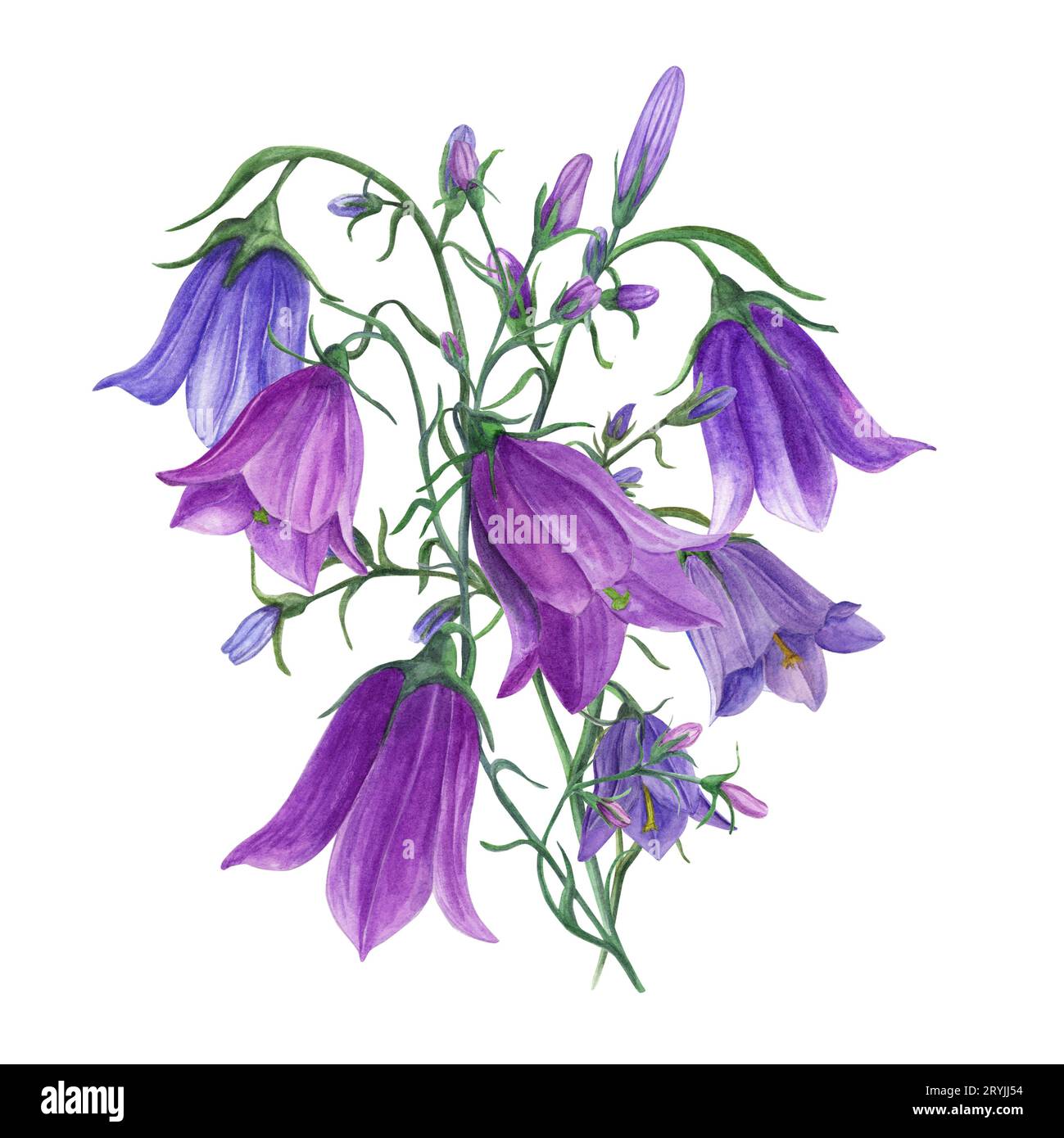 Bouquet of delicate blue lilac bells. Campanula flowers, meadow harebells. Watercolor illustration of wild plants on white. For wedding invitation Stock Photo