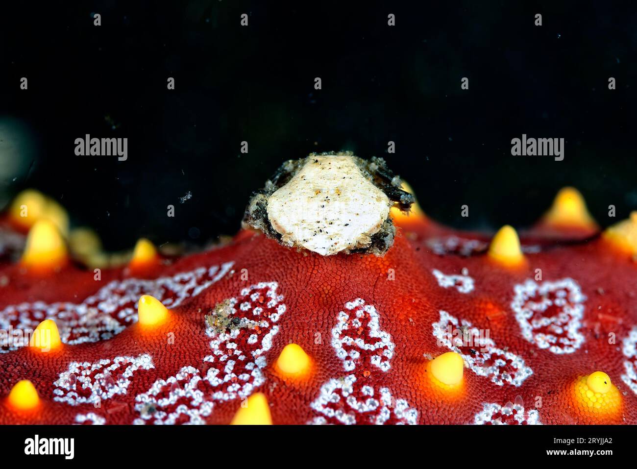 A picture of sea cucumber crab Stock Photo Alamy