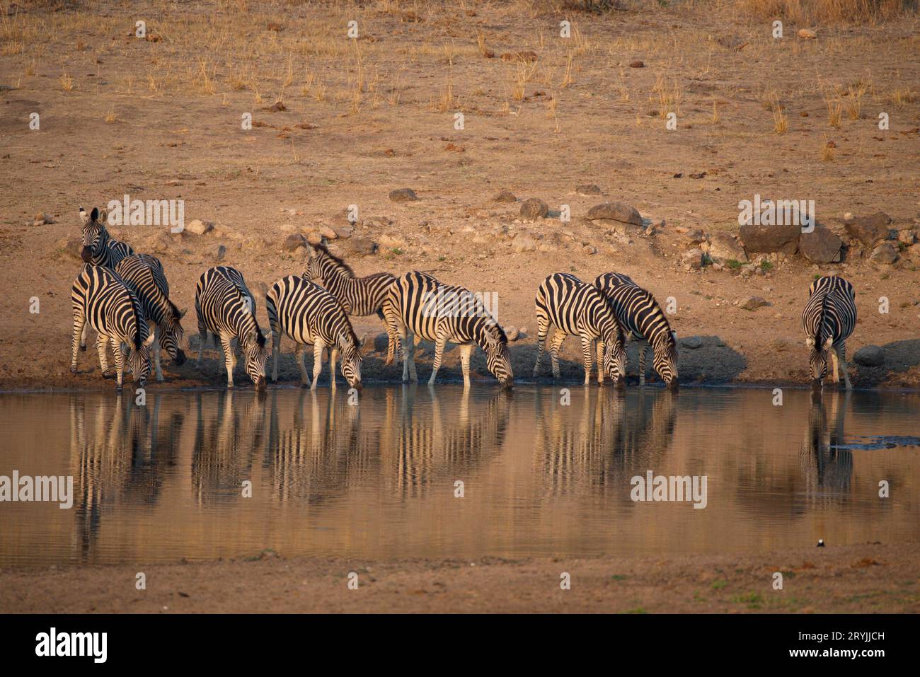 Zebras drinking water in a pod. Cebras bebiendo agua en una charca Stock Photo