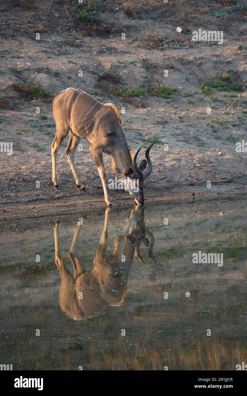 Kudu drinking in a puddle, Kudu bebiendo en un charco. Stock Photo