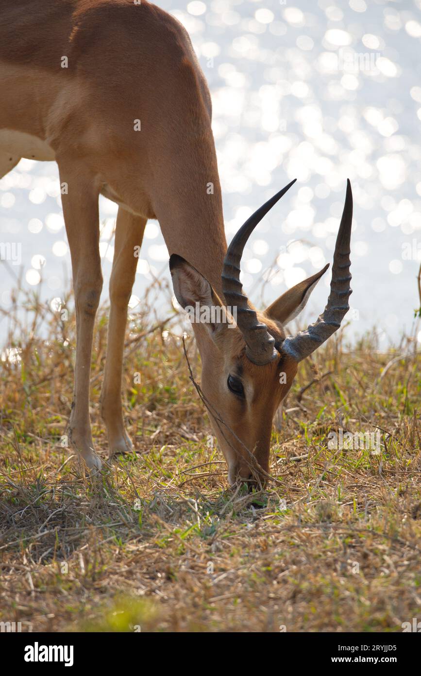 Closeup of an impala. Primer plano de un impala Stock Photo