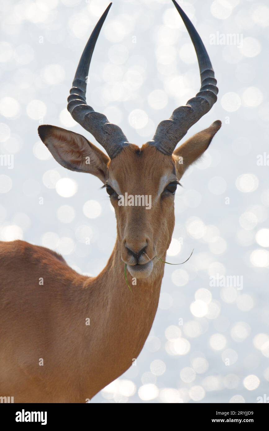 Closeup of an impala. Primer plano de un impala Stock Photo