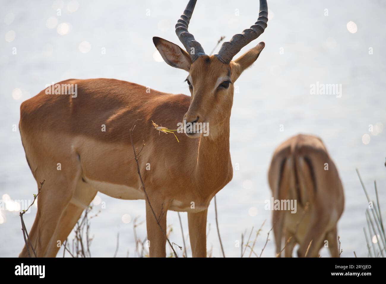 Closeup of an impala. Primer plano de un impala Stock Photo