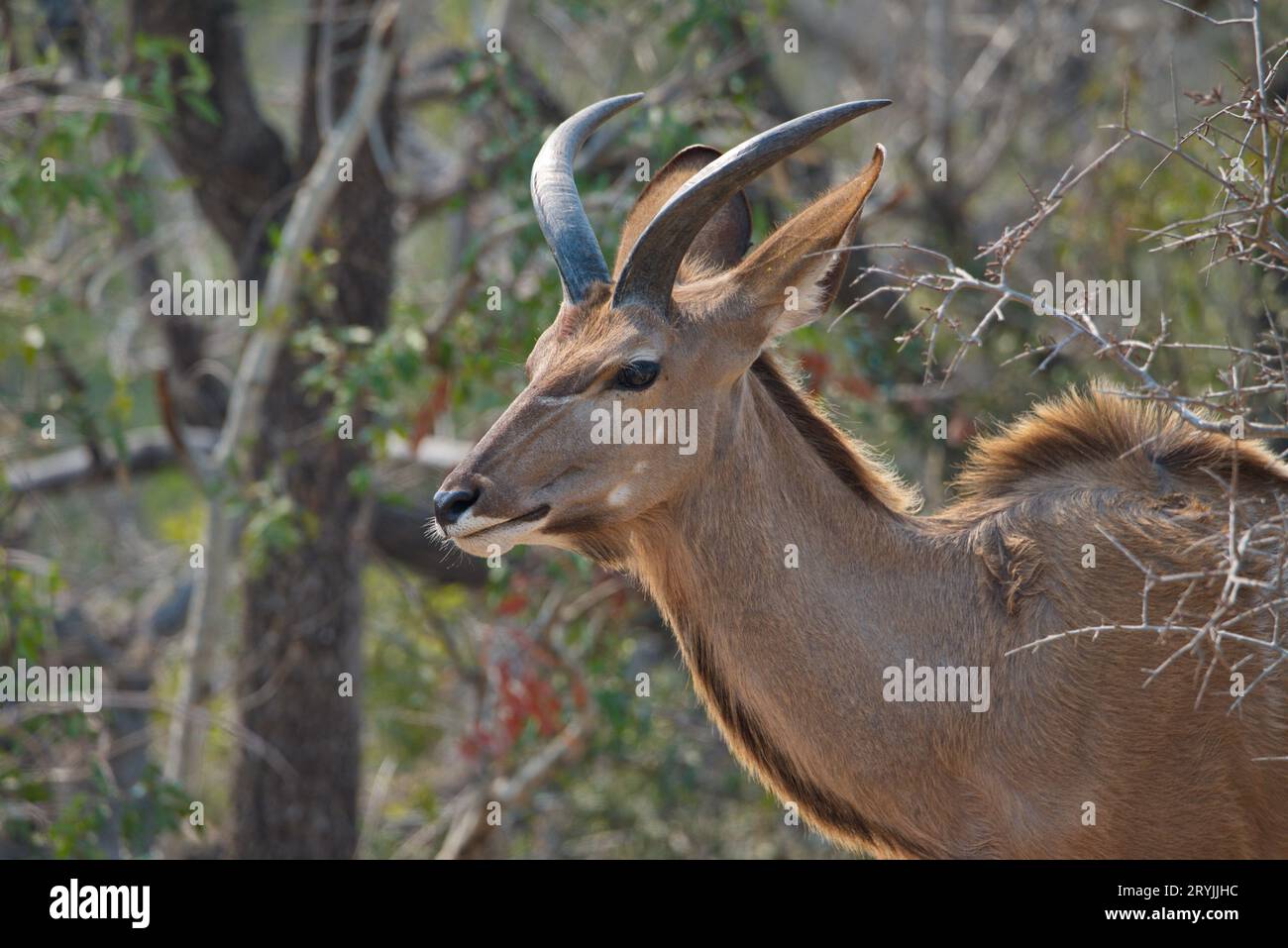 Kudus in the savanna. Kudus en la sabana. Stock Photo