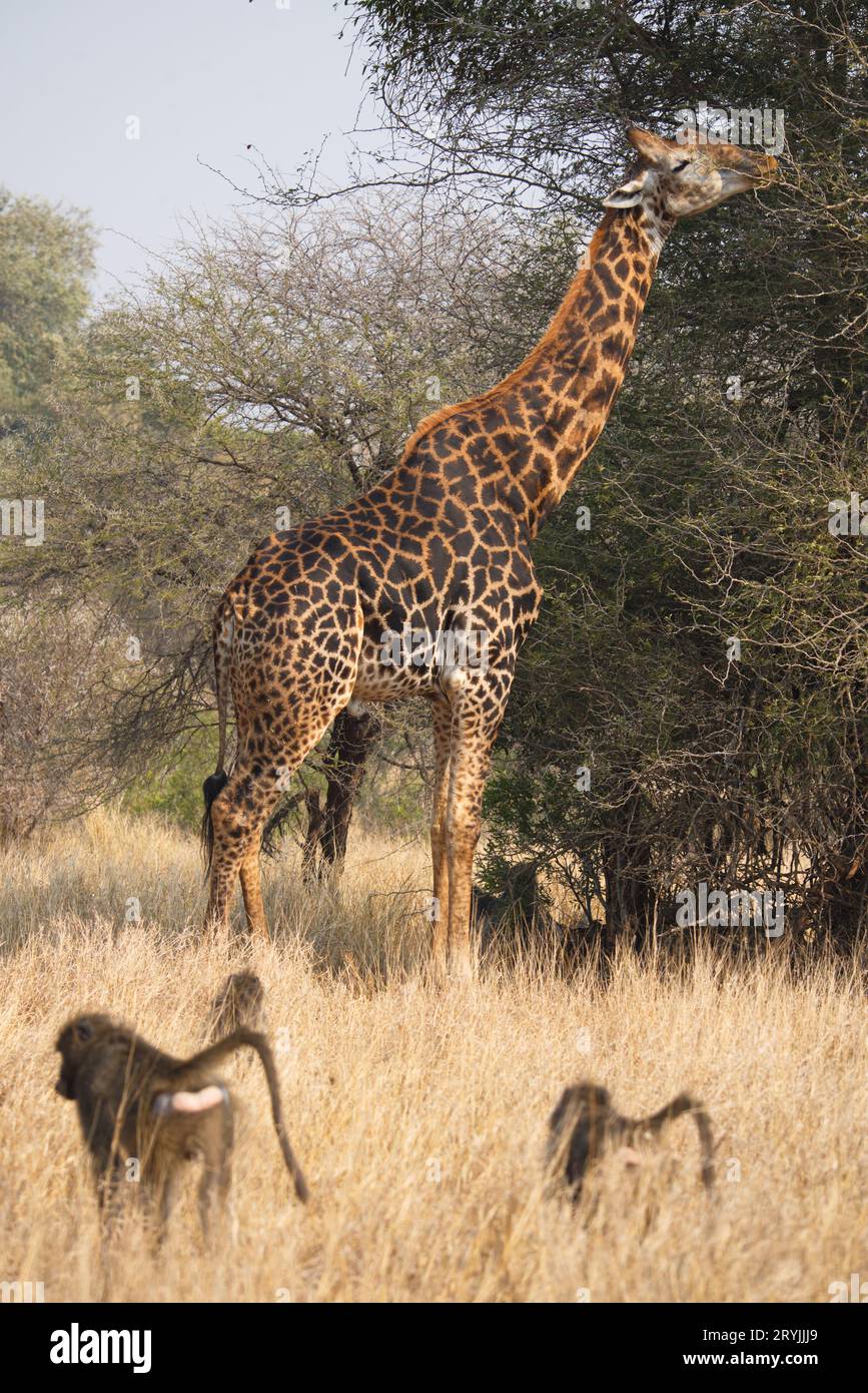 Giraffe in the savannah. Jirafa en la sabana Stock Photo - Alamy