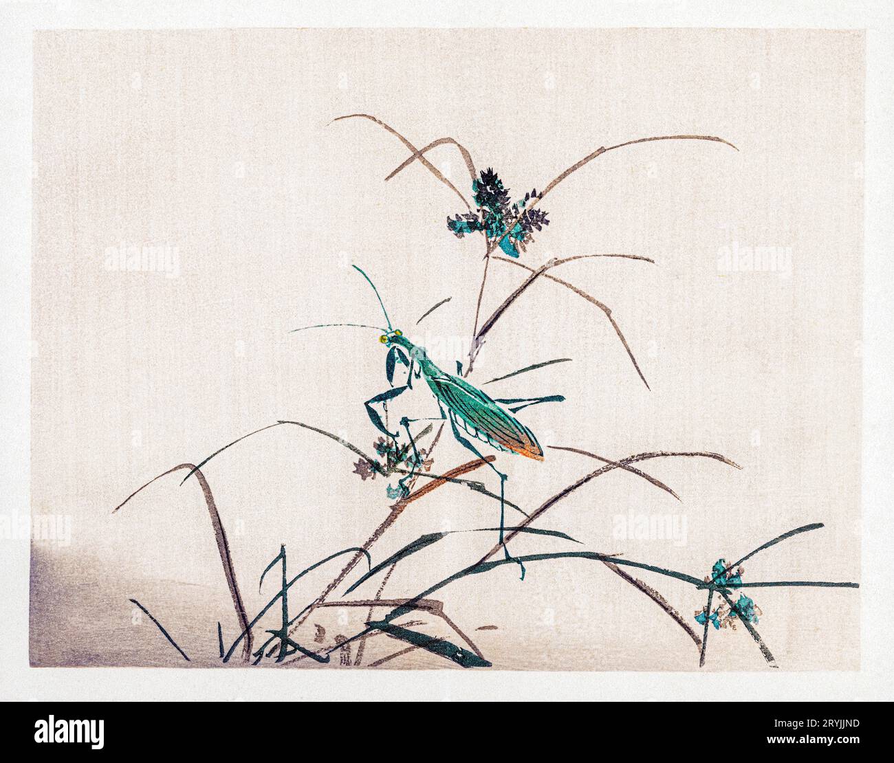 Grasshopper by Kono Bairei (1844-1895). Digitally enhanced from our own original 1913 edition of Barei Gakan. Stock Photo