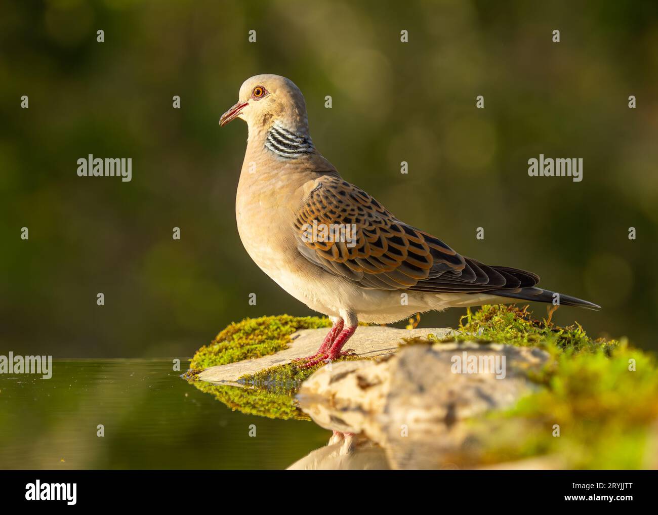 Turtle Dove Streptopelia tutur standing on rocks adjacent to water pool