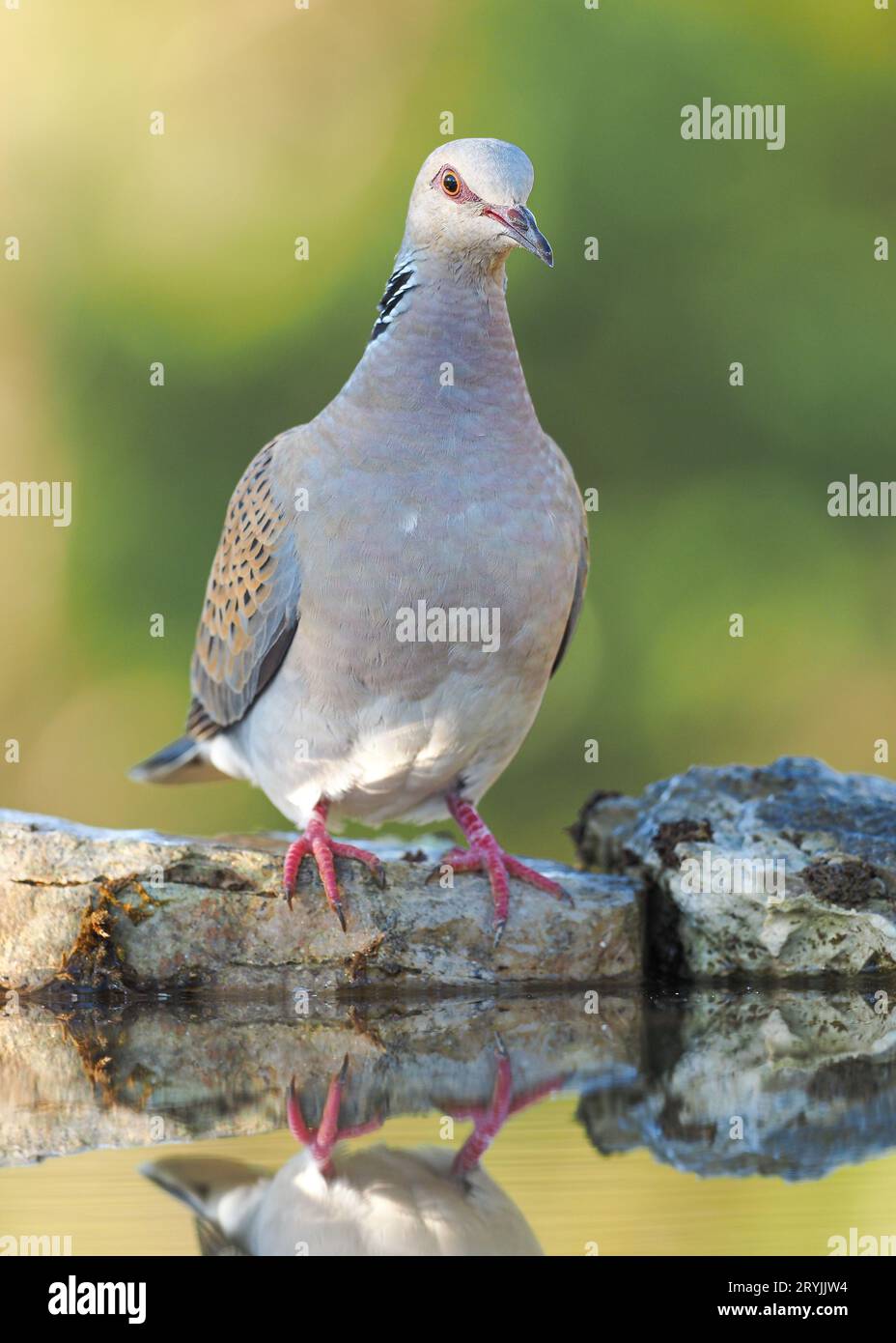 Turtle Dove Streptopelia tutur standing on rocks adjacent to water pool