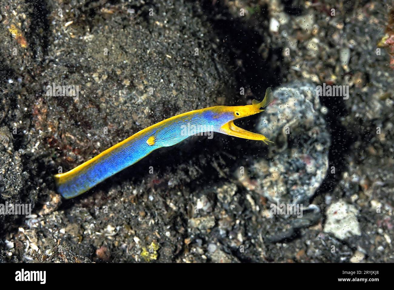 A picture of a blue ribbon eel Stock Photo