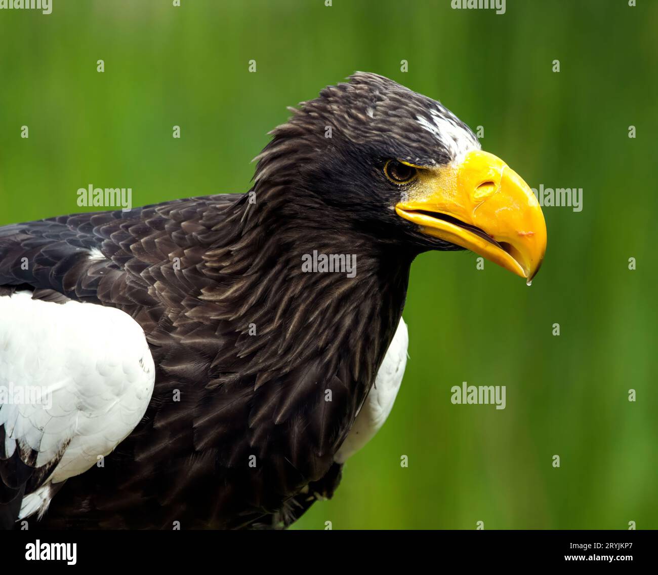 Eagle with Green Nature Stock Photo