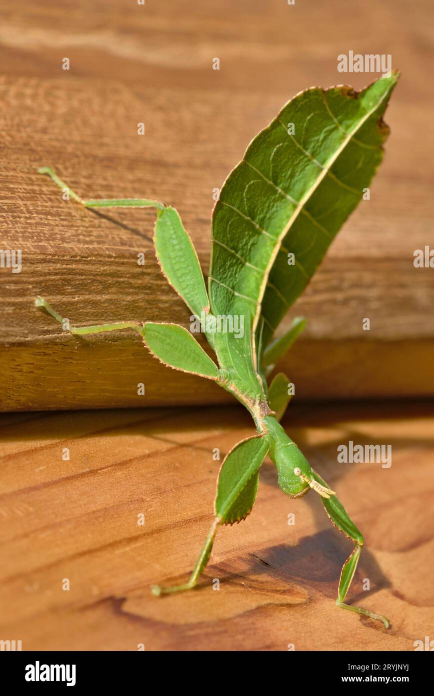 Leaf insect Phyllium is walking on the wooden table. Young nymph few months old. Ideal terrarium pet for children. Stock Photo