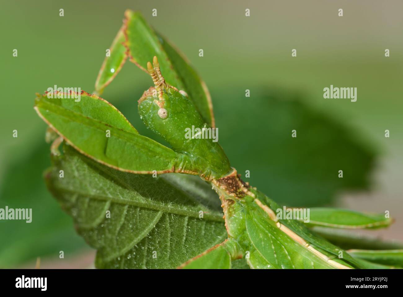 Detail of eye and antenna of leaf insect Phyllium. Young nymph few ...