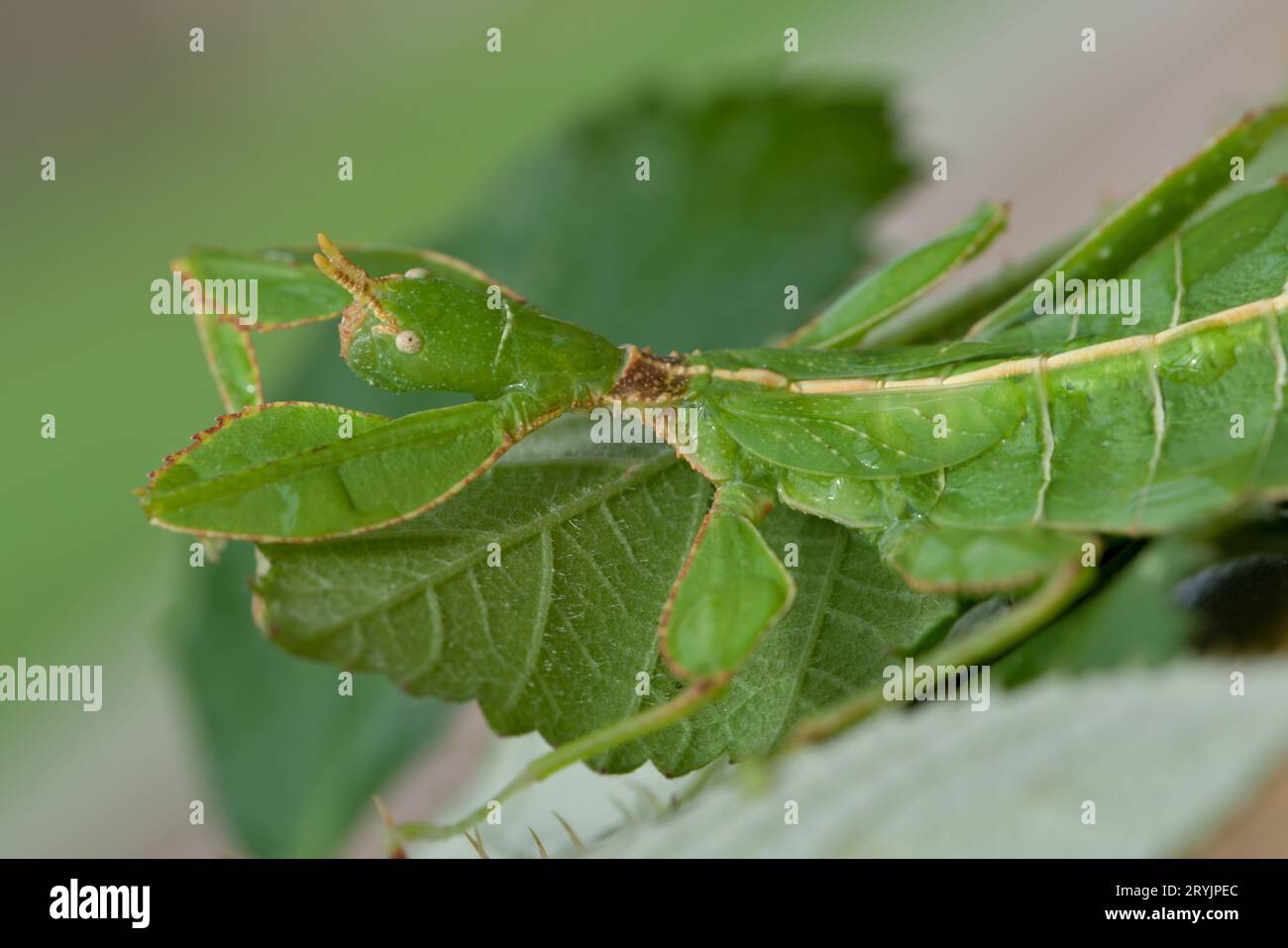 Detail of eye and antenna of leaf insect Phyllium. Young nymph few months old. Ideal terrarium pet for children. Stock Photo