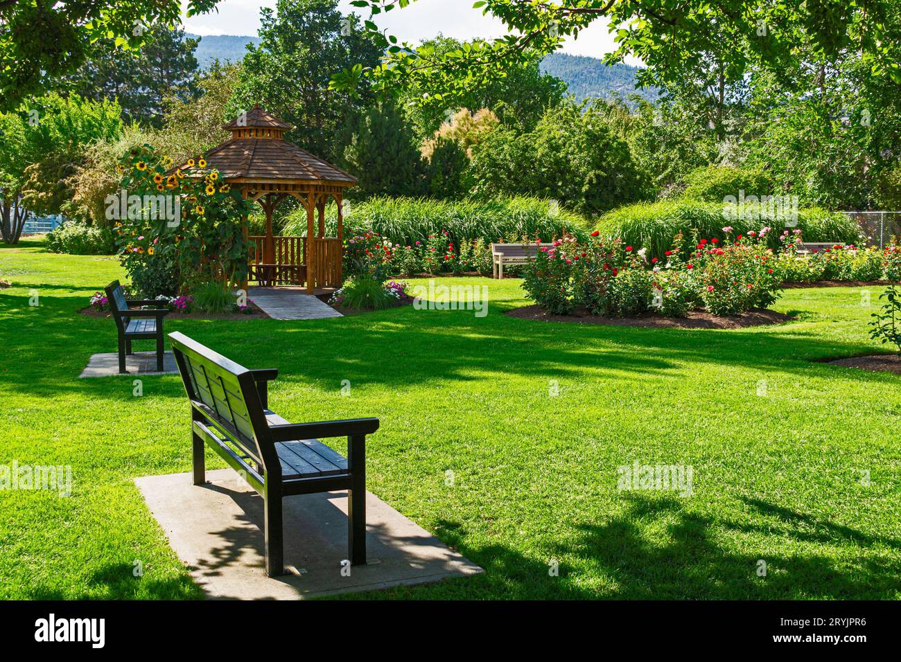 Recreation area with benches and wooden gazebo under blossoming sunflowers Stock Photo