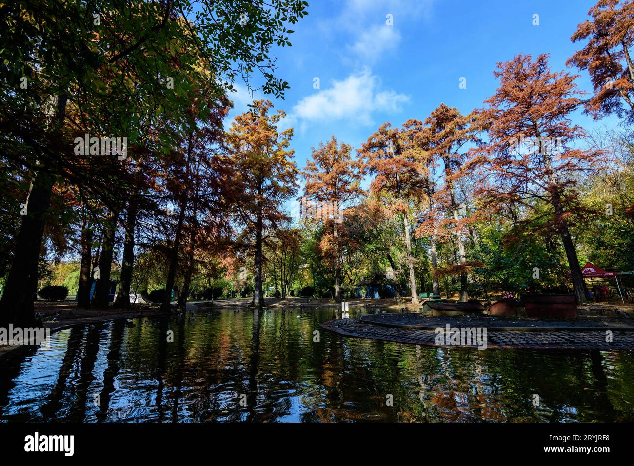Landscape with many large green, yellow, orange and red old bald cypress trees near the lake in a sunny autumn day in Parcul Carol (Carol Park) in Buc Stock Photo