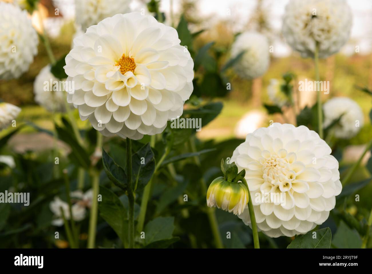 beautiful-blooming-home-flowers-hi-res-stock-photography-and-images-alamy
