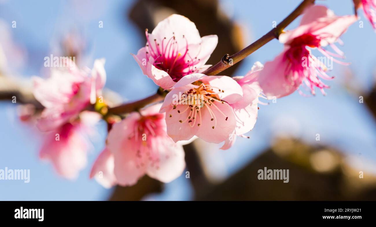 Close up of pink blooming flowers Stock Photo