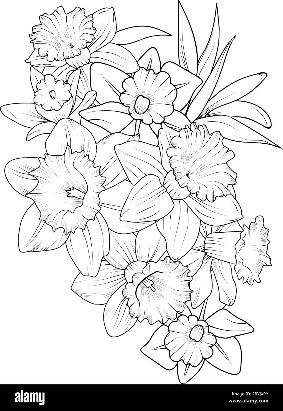 realistic daffodil drawing, simple daffodil line drawing, realistic
