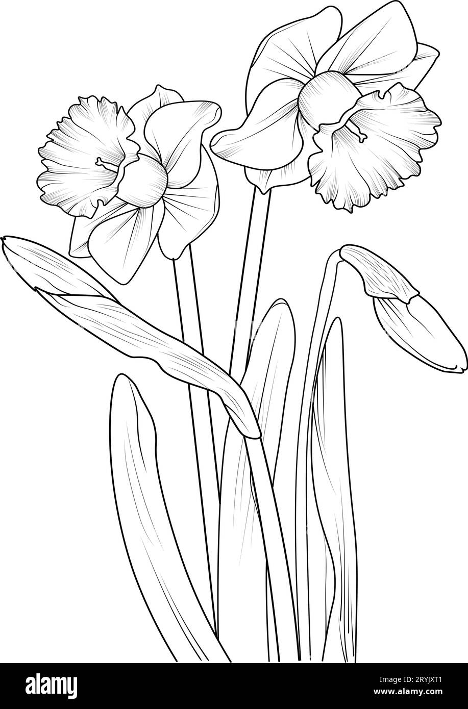 simple daffodil line drawing, realistic daffodil pencil drawing