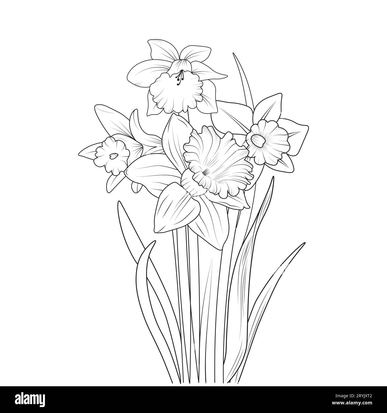 botanical daffodil drawing, ink blossom daffodil flower botanical ...