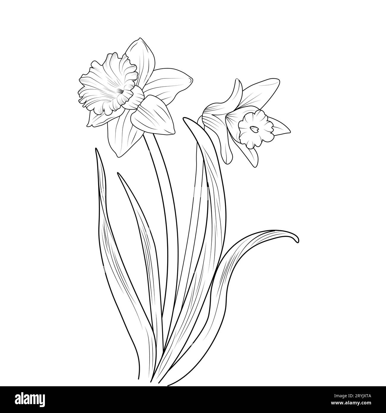 simple daffodil line drawing, realistic daffodil pencil drawing