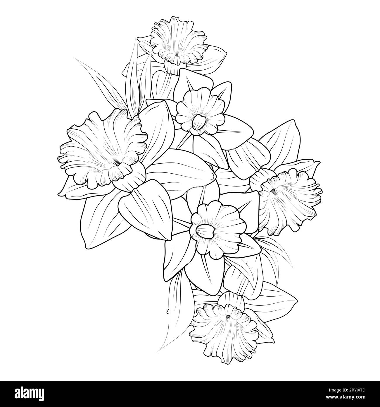 easy daffodil pencil drawing, scientific daffodil botanical ...