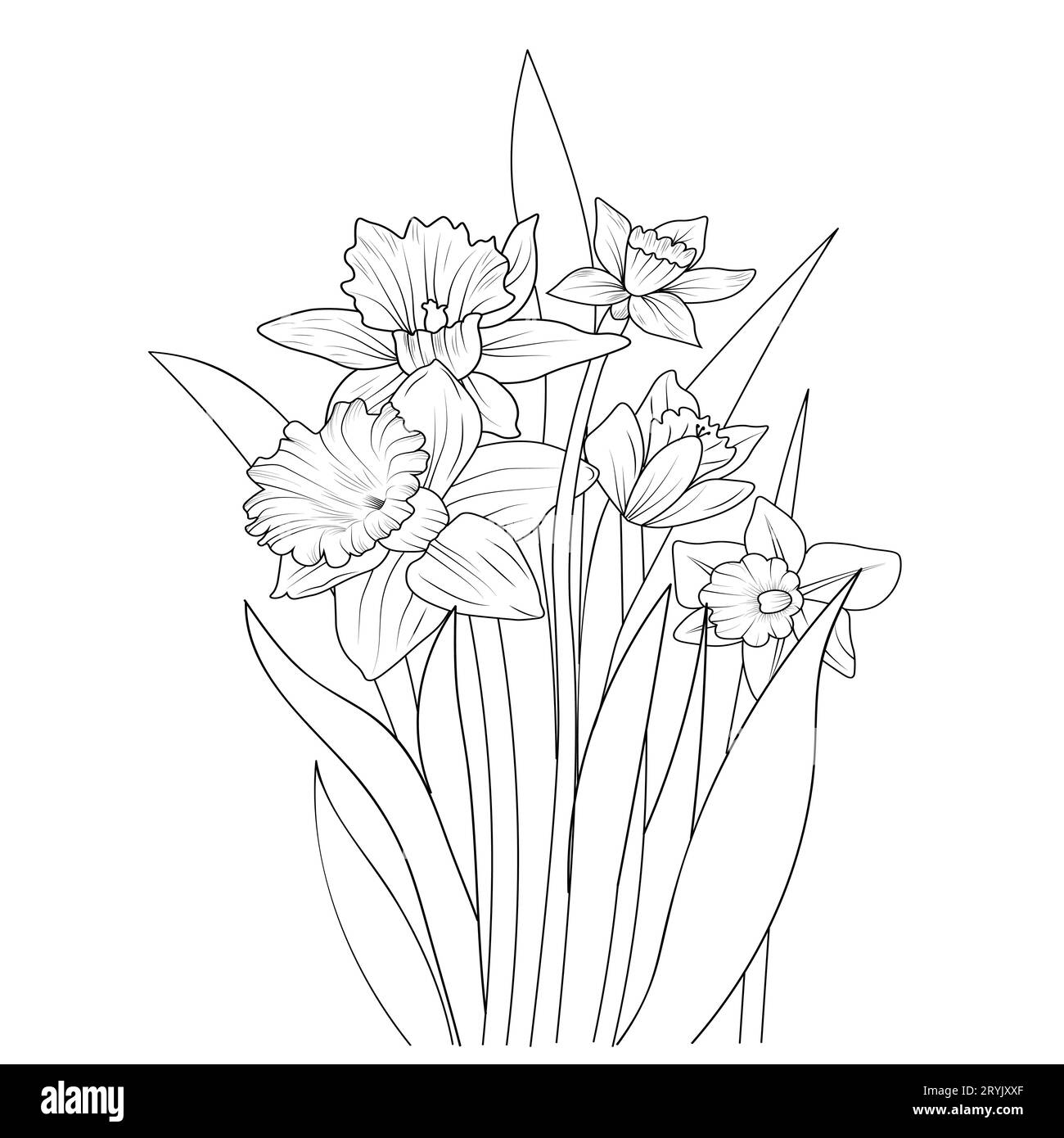 daffodil flower bouquet, daffodil flower line art, realistic daffodil