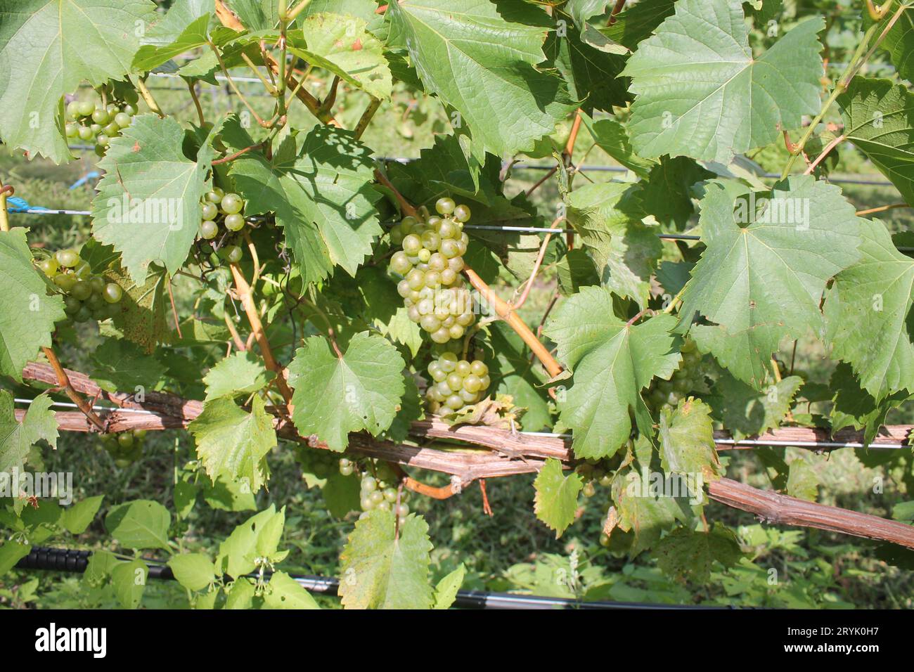 American grapes from france hi-res stock photography and images - Alamy