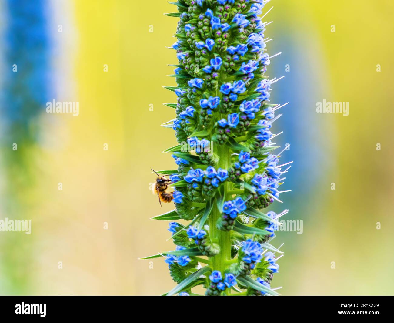 Echium Candicans Pride of Madeira blue flower spike with a blurred natural green vegetation background Stock Photo