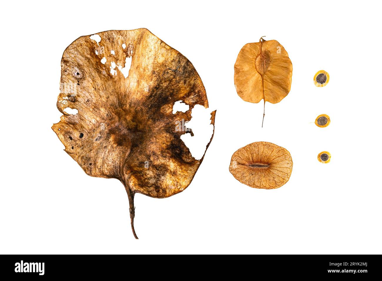 Winged dispersal seeds, flying seeds Isolated on white background with