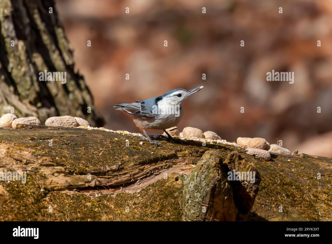 The white-breasted nuthatch (Sitta carolinensis) Stock Photo