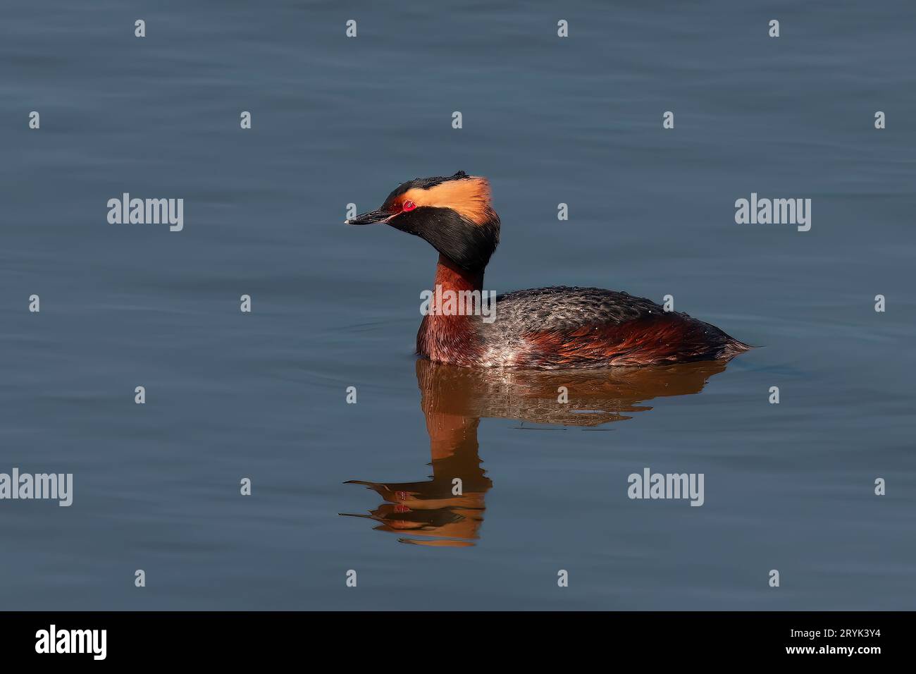 The horned grebe or Slavonian grebe (Podiceps auritus) Stock Photo