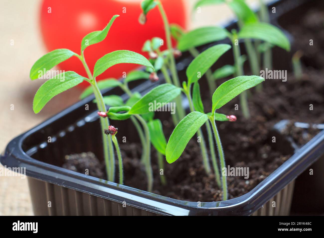 Young seedlings of tomatoes with the ripe red tomato on the background. Stock Photo