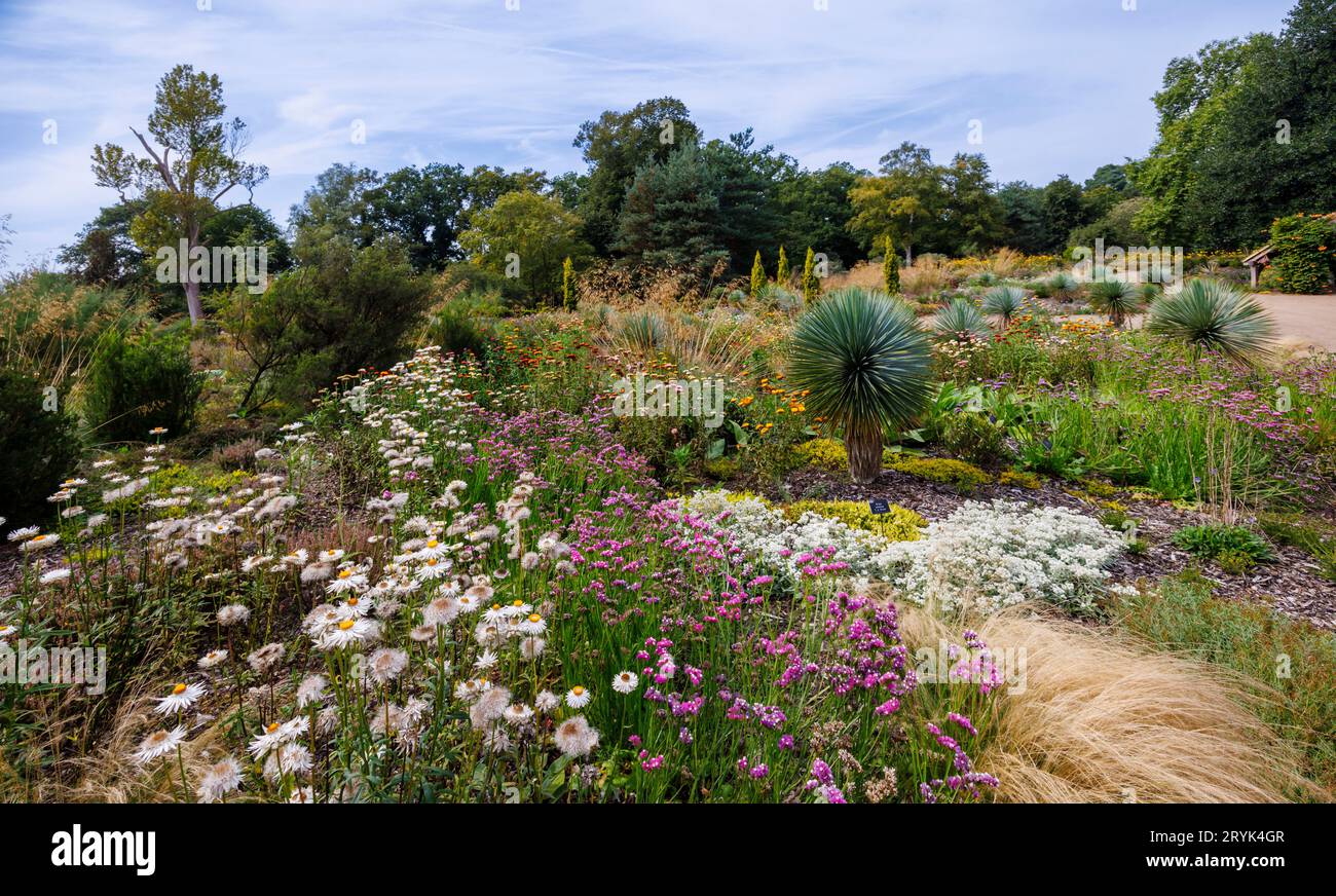 The Heather Landscape area of Howard's Field at RHS Garden Wisley, Surrey, in late summer to early autumn with Limonium and Helichrysum flowers Stock Photo