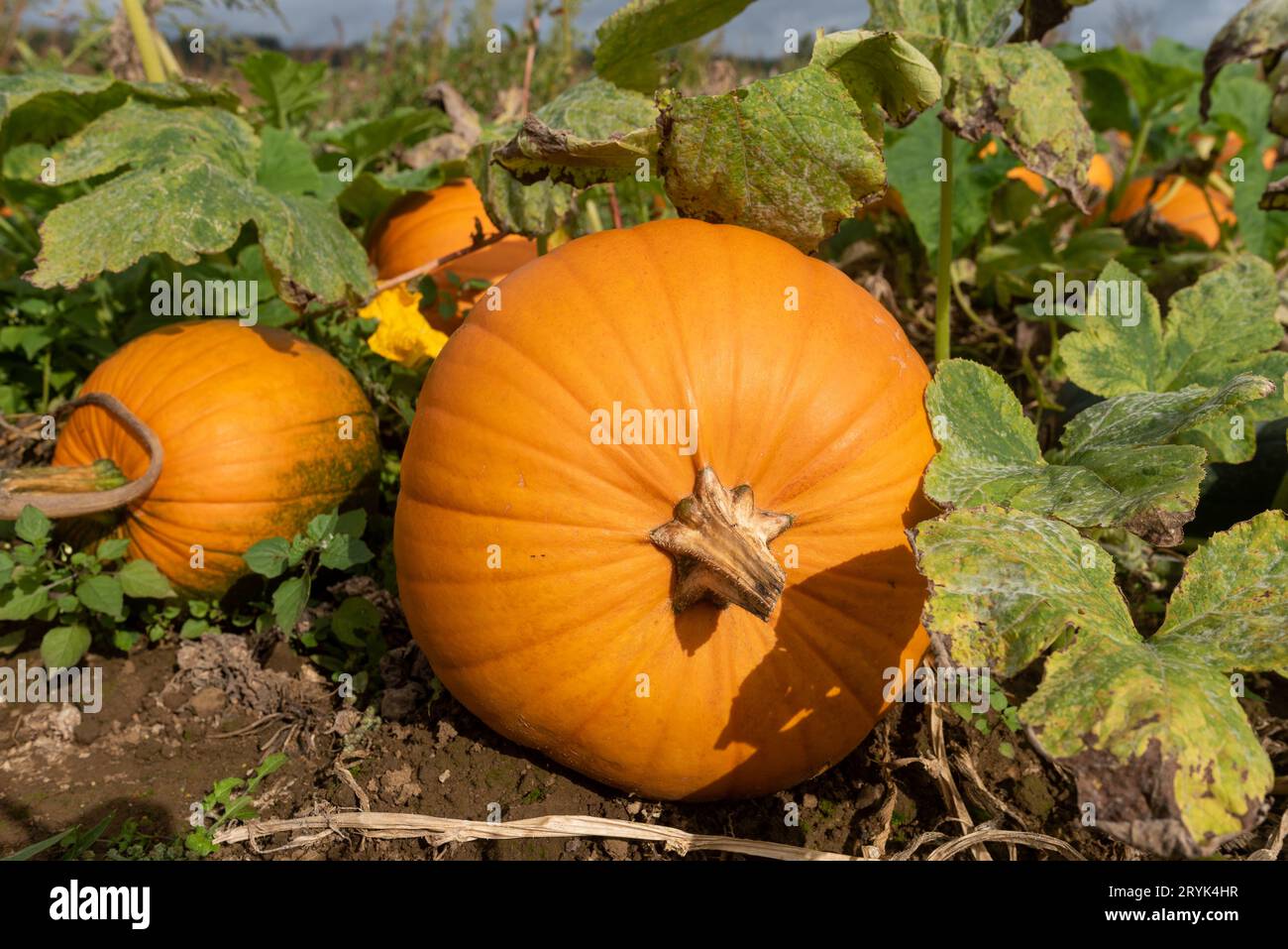 Large bright orange pumpkins growing in a field Stock Photo - Alamy
