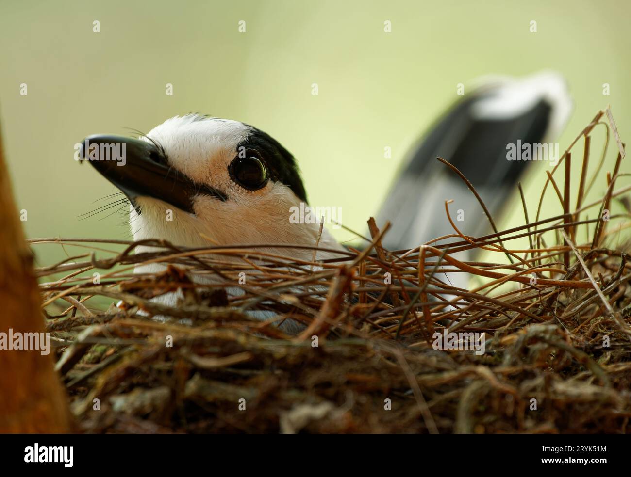 Hook-billed vanga Vanga curvirostris sits on the nest in the tree, black and white bird in Vangidae endemic to Madagascar in subtropical or tropical d Stock Photo