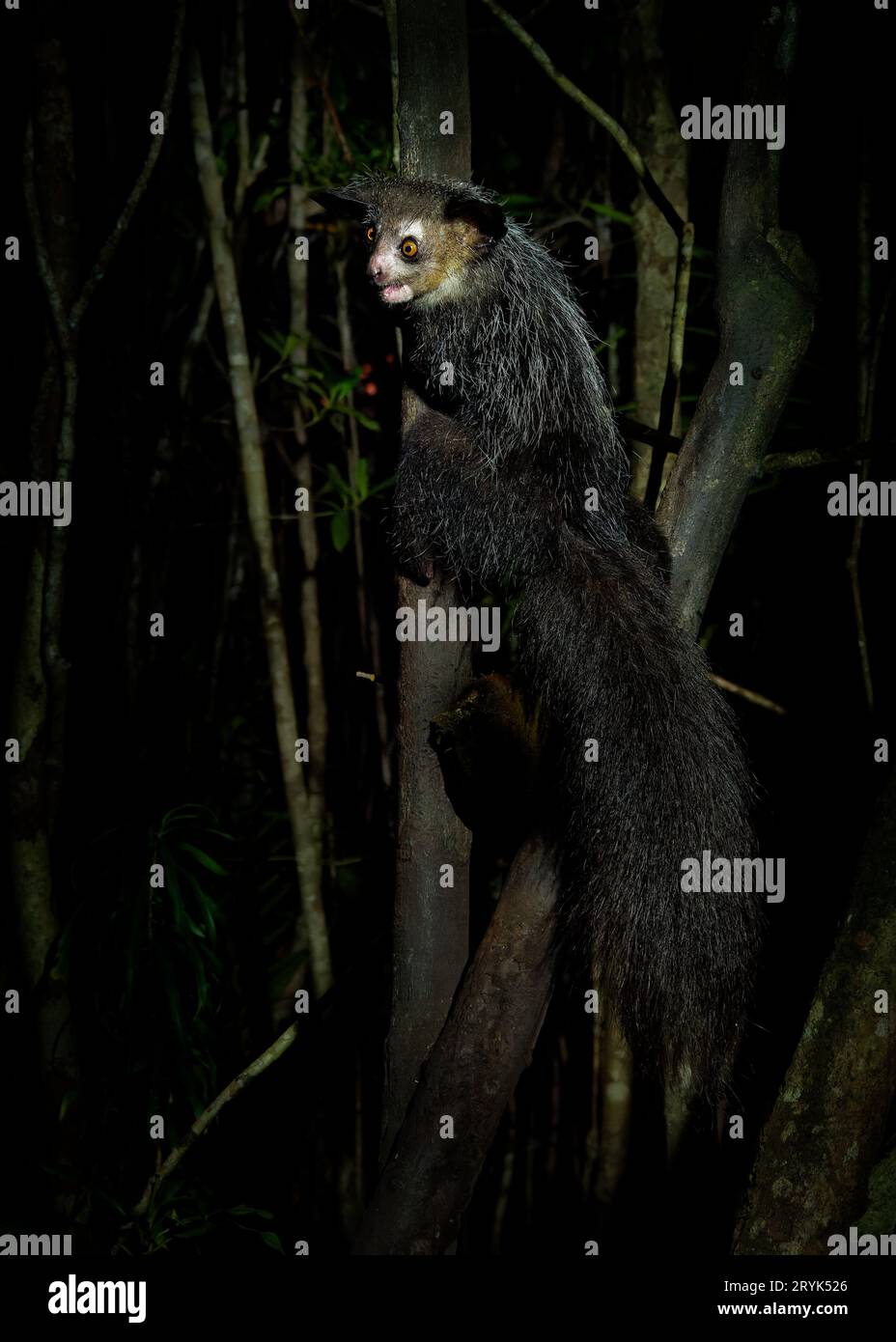Aye-aye - Daubentonia madagascariensis long-fingered nocturnal lemur, strepsirrhine primate native to Madagascar with rodent-like teeth that perpetual Stock Photo