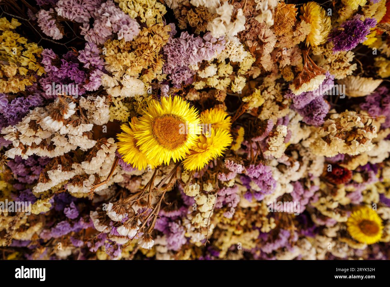 Colourful bunches of cut flowers (Helichrysum and Limonium) hanging up to dry in RHS Garden Wisley, Surrey, south-east England in early autumn Stock Photo