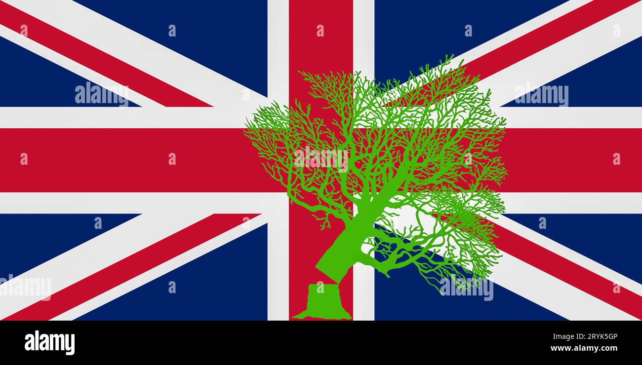 Felled Sycamore tree on UK flag. Sycamore Gap, political parties green policies, vandalism... concept Stock Photo