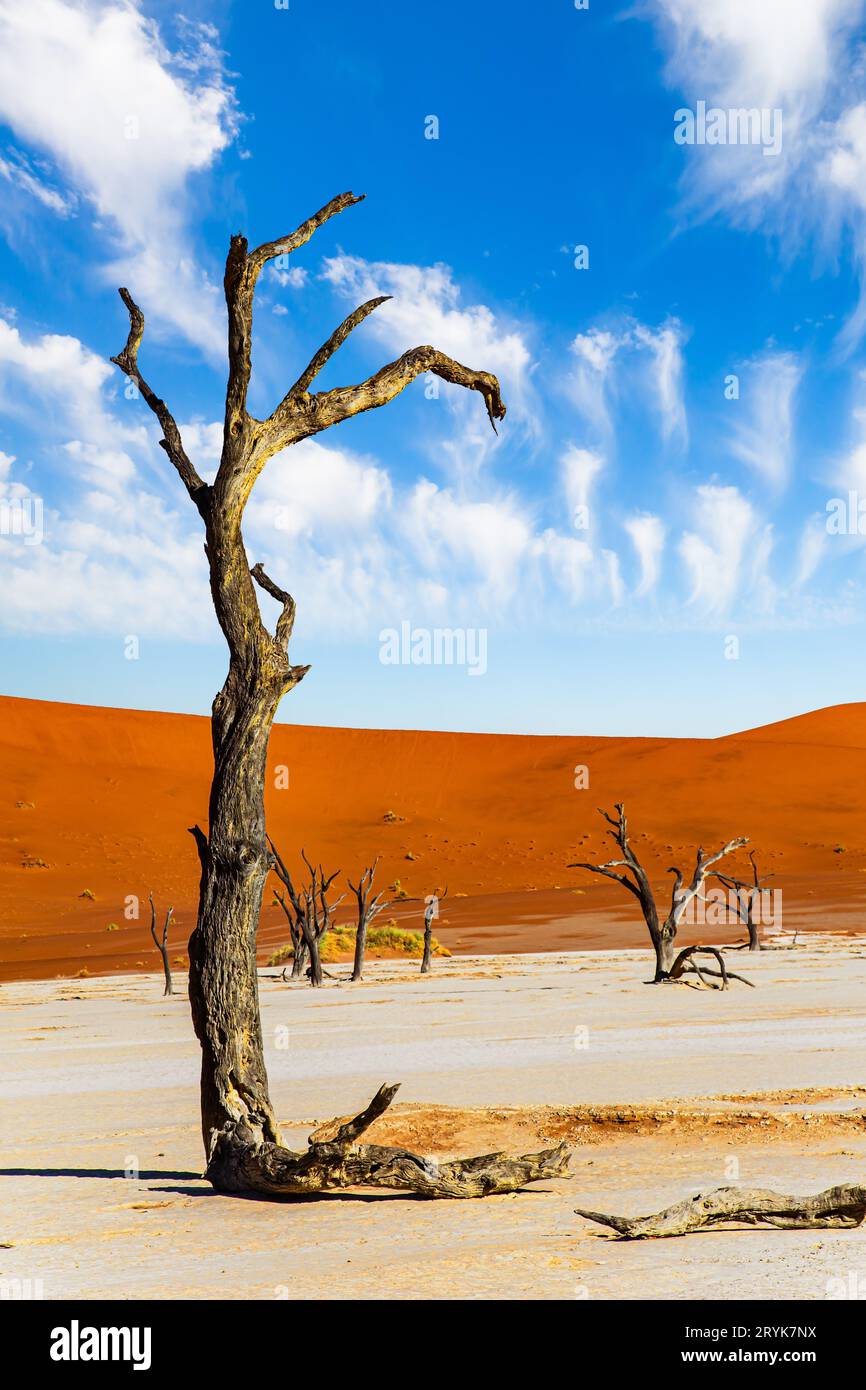 THE OLDEST DESERT IN THE WORLD visual data 2