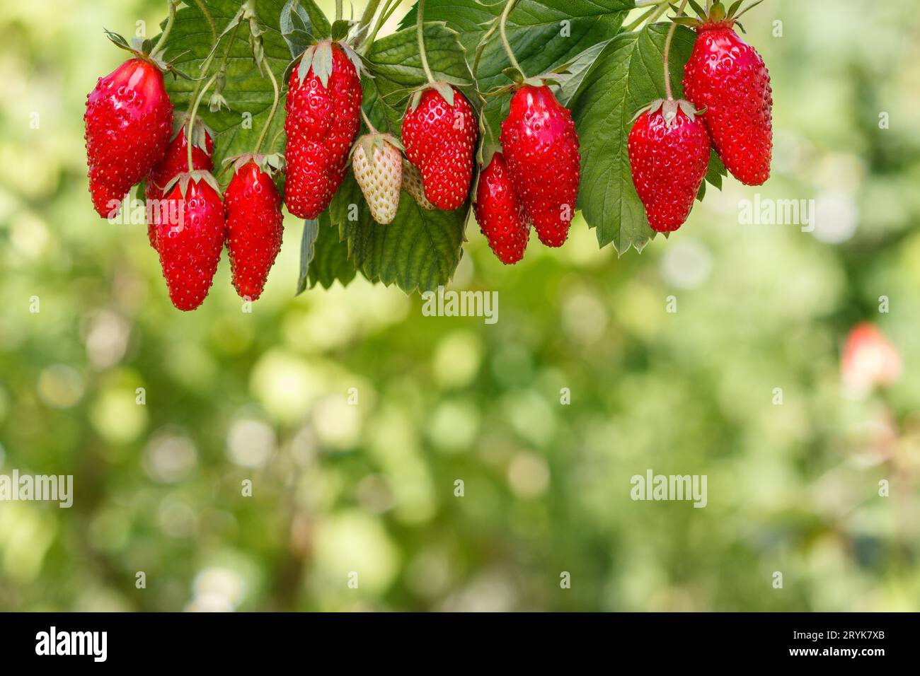 Fresh red ripe strawberries with blurred green natural background Stock ...