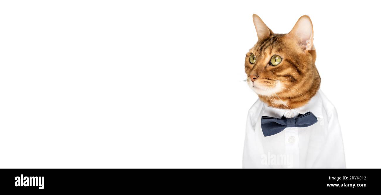 Cat in a shirt and bow tie on a white background Stock Photo Alamy