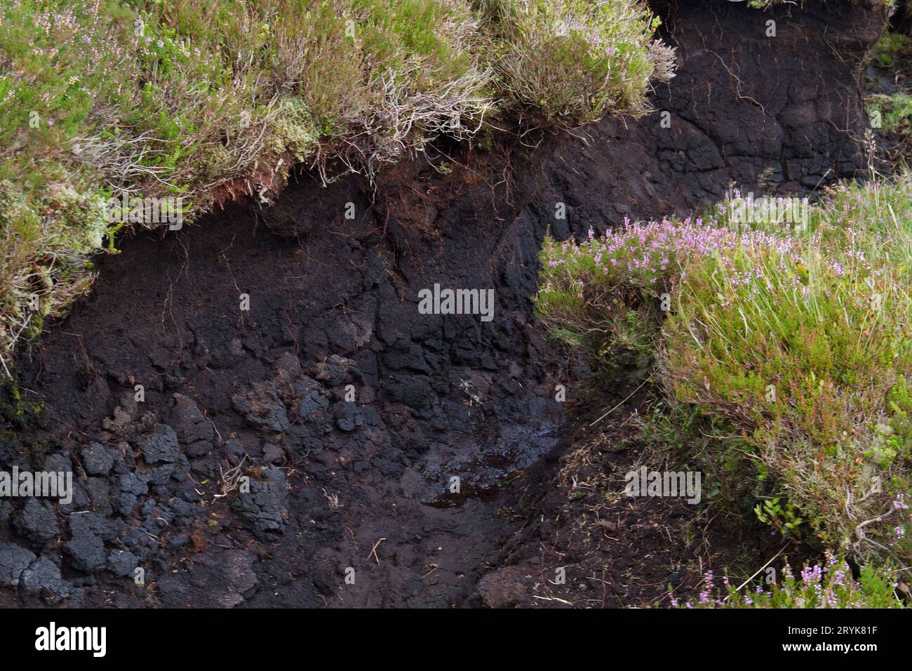 Cracked soil, overgrown with heather, subsoil consisting of peat Stock Photo
